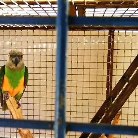 Ideal 5* פאטהיה